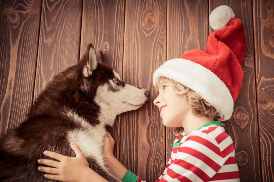Protecting your Pets from Holiday Hazards